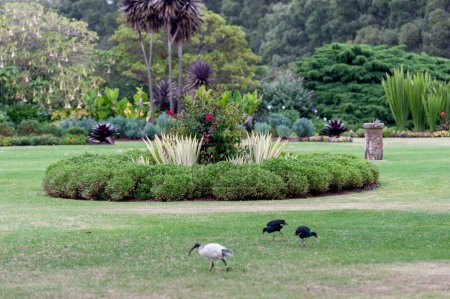 Foto de Sydney Centennial park with blooming Flowers and Birds - Imagen libre de derechos