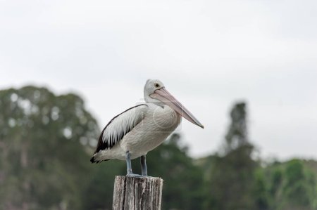 Téléchargez les photos : Pelican debout sur le bord en bois. Sydney Park. - en image libre de droit