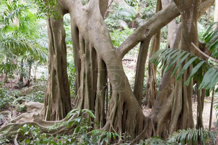 Téléchargez les photos : Tree in Welchman Hall Gully, Barbados - en image libre de droit