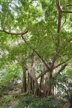 Téléchargez les photos : Tree in Welchman Hall Gully, Barbados - en image libre de droit