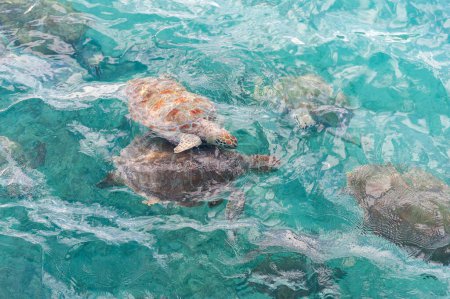 Foto de Swimming Turtles in Water. Miami Beach in Barbados - Imagen libre de derechos