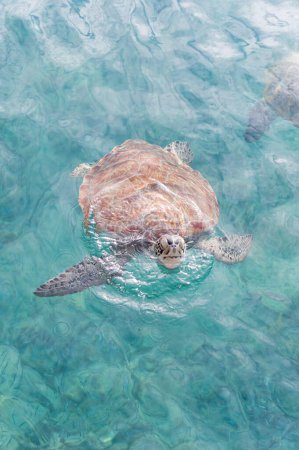 Téléchargez les photos : Natation des tortues dans l'eau. Miami Beach à la Barbade - en image libre de droit