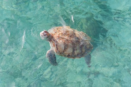 Natation des tortues dans l'eau. Miami Beach à la Barbade