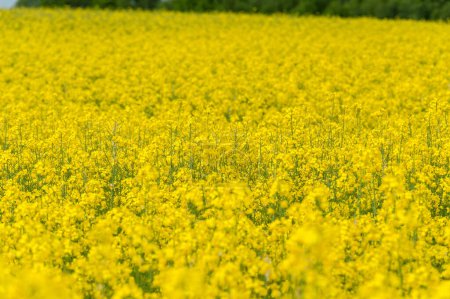 Photo for Nature's Bounty A Serene Snapshot of Colza Fields Ready for Collecting Seeds - Royalty Free Image