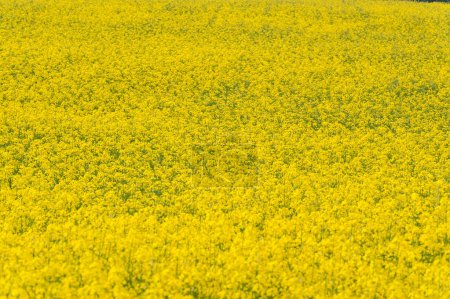 Photo for Fields of Gold A Captivating Landscape of Sunlit Rapeseed Canola Fields in Spring - Royalty Free Image