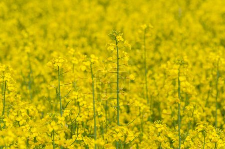 Téléchargez les photos : La puissance du jaune Une vue saisissante des champs de colza en fleurs en pleine floraison - en image libre de droit