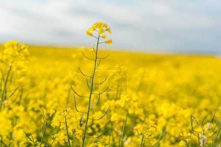 Téléchargez les photos : Huile naturelle Un superbe gros plan de fleurs de canola dans un champ - en image libre de droit