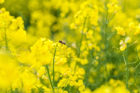 Téléchargez les photos : Yellow Rapeseed Field. Landscape. Rural area nature. Flying Bee in Background - en image libre de droit