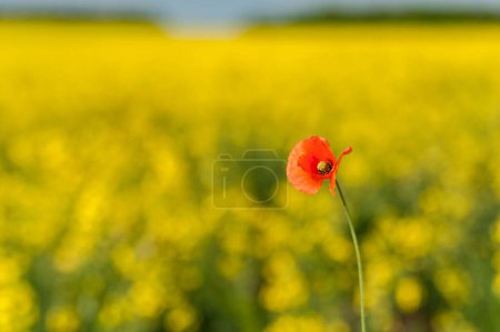 Photo for Yellow Rapeseed Field. Landscape. Rural area nature. One Red Poppy Flower in focus - Royalty Free Image