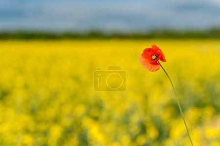 Téléchargez les photos : Yellow Rapeseed Field. Landscape. Rural area nature. One Red Poppy Flower in focus. Blue Sky in Background - en image libre de droit