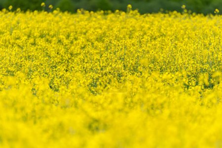 Photo for Growing Strong A Beautiful Shot of the Healthy Canola Plant in the Agriculture Landscape - Royalty Free Image