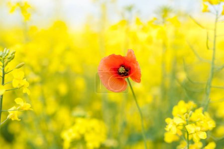 Téléchargez les photos : Yellow Rapeseed Field. Landscape. Rural area nature. One Red Poppy Flower in focus - en image libre de droit