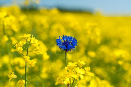 Téléchargez les photos : Rapeseed Field With Bright Blue Cornflower in Yellow Background. Shallow Depth Of Field. - en image libre de droit