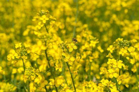 Foto de Rapeseed Field and Flying Bee in Background. Beautiful Blooming Scene. Yellow Color - Imagen libre de derechos