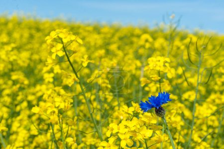 Téléchargez les photos : Rapeseed Field With Bright Blue Cornflower in Yellow Background. Shallow Depth Of Field. - en image libre de droit