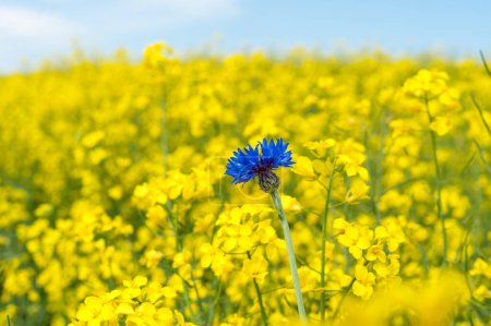 Photo for Rapeseed Field With Bright Blue Cornflower in Yellow Background. Shallow Depth Of Field. - Royalty Free Image