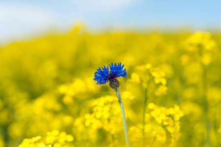 Foto de Campo de colza con aciano azul brillante en fondo amarillo. Profundidad superficial del campo. - Imagen libre de derechos