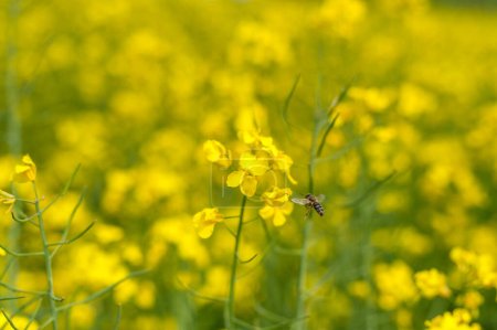 Photo for Rapeseed Field and Flying Bee in Background. Beautiful Blooming Scene. Yellow Color - Royalty Free Image