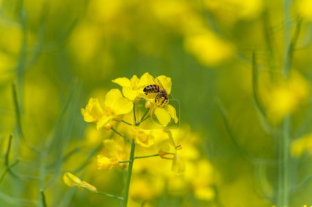 Téléchargez les photos : Blooming Rapeseed Field And Flying Bee in Background. Collecting Honey. Macro. - en image libre de droit