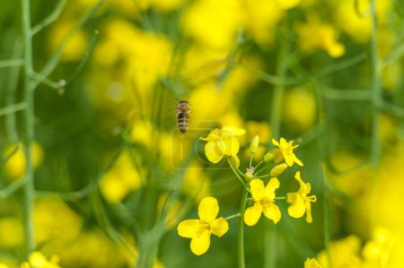 Foto de Campo de colza floreciente y abeja voladora en segundo plano. Recogiendo miel. Macro. - Imagen libre de derechos