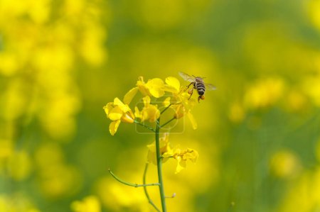 Foto de Rapeseed Field and Flying Bee in Background. Beautiful Blooming Scene. Yellow Color - Imagen libre de derechos