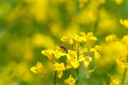 Téléchargez les photos : Champ de colza en fleurs et abeille volante en arrière-plan. Collecter du miel. Macro. - en image libre de droit