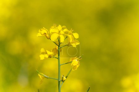 Foto de Yellow Rapeseed Field. Landscape. Shallow Depth of Field - Imagen libre de derechos