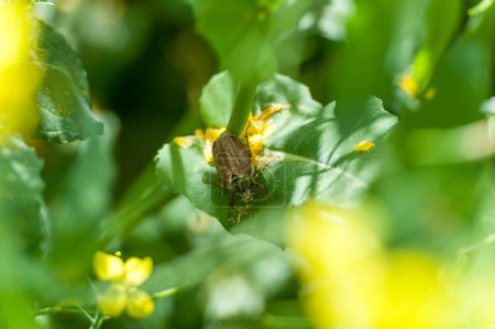 Photo for Rapeseed field with Cockchafer May Bug or Doodlebug - Royalty Free Image