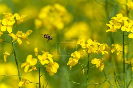 Photo for Blooming Rapeseed Field And Flying Bee in Background. Collecting Honey. Macro. - Royalty Free Image