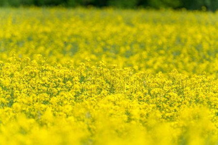 Photo for Yellow Rapeseed Field. Landscape. Shallow Depth of Field - Royalty Free Image
