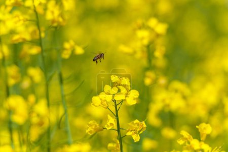 Téléchargez les photos : Rapeseed Field and Flying Bee in Background. Beautiful Blooming Scene. Yellow Color - en image libre de droit
