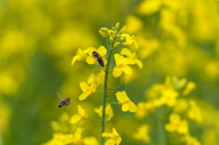 Téléchargez les photos : Champ de colza et abeille volante en arrière-plan. Belle scène de floraison. Couleur jaune - en image libre de droit