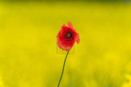 Photo for Red Poppy in Rapeseed field. Yellow Background. Macro. - Royalty Free Image