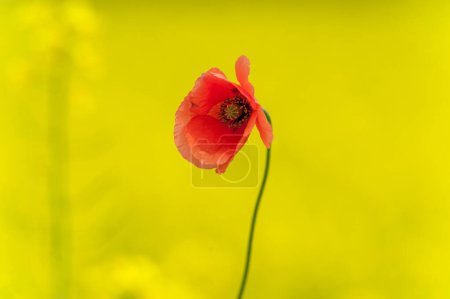 Téléchargez les photos : Red Poppy in Rapeseed field. Yellow Background. Macro. - en image libre de droit