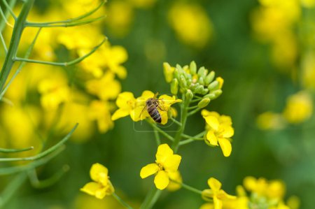 Foto de Blooming Rapeseed Field And Flying Bee in Background. Collecting Honey. Macro. - Imagen libre de derechos