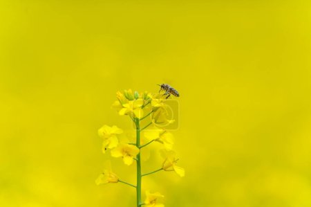 Téléchargez les photos : Blooming Rapeseed Field And Flying Bee in Background. Collecting Honey. Macro. - en image libre de droit