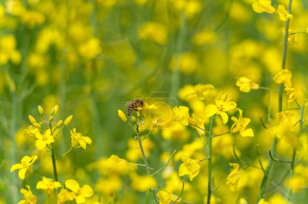 Téléchargez les photos : Champ de colza et abeille volante en arrière-plan. Belle scène de floraison. Couleur jaune - en image libre de droit