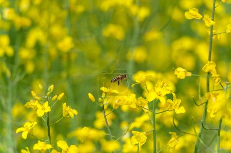 Photo for Blooming Rapeseed Field And Flying Bee in Background. Collecting Honey. Macro. - Royalty Free Image