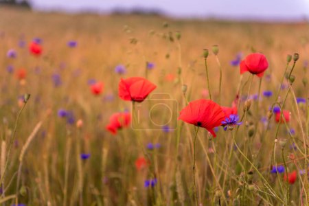 Photo for Meadow with beautiful bright red poppy flowers - Royalty Free Image