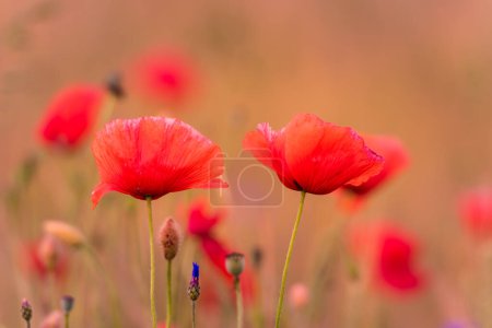 Téléchargez les photos : Prairie avec de belles fleurs de pavot rouge vif - en image libre de droit