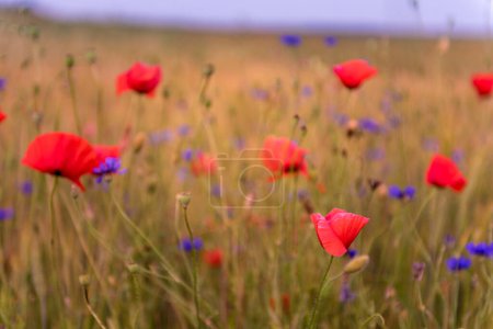 Photo for Meadow with beautiful bright red poppy flowers - Royalty Free Image