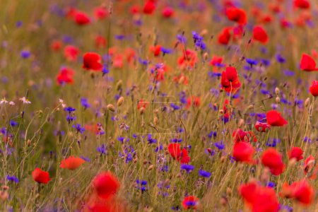 Photo for Meadow with beautiful bright red poppy flowers. Cornflower in Background - Royalty Free Image
