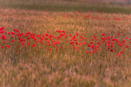 Téléchargez les photos : Prairie avec de belles fleurs de pavot rouge vif - en image libre de droit