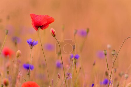 Photo for Meadow with beautiful bright red poppy flowers. Cornflower in Background - Royalty Free Image