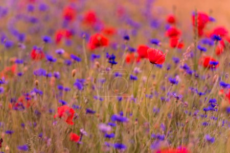 Téléchargez les photos : Meadow with beautiful bright red poppy flowers. Cornflower in Background - en image libre de droit