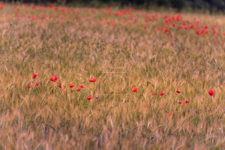Photo for Wheat Field with beautiful bright red poppy flowers - Royalty Free Image