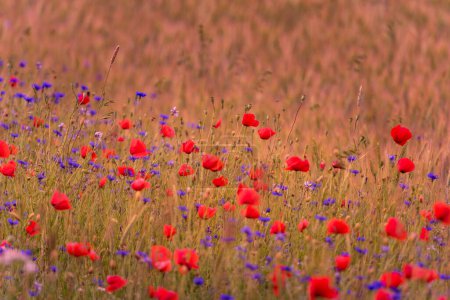 Photo for Wheat Field with beautiful bright red poppy flowers - Royalty Free Image