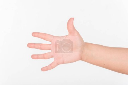 Photo for Woman Hand and All Five Fingers. White Background. - Royalty Free Image