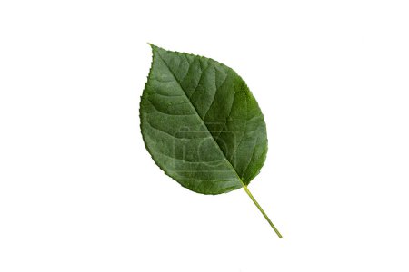 Photo for Green Leaf with Texture isolated on White Background. - Royalty Free Image