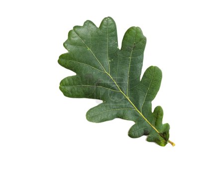 Photo for Green Oak Leaf with Texture isolated on White Background. - Royalty Free Image